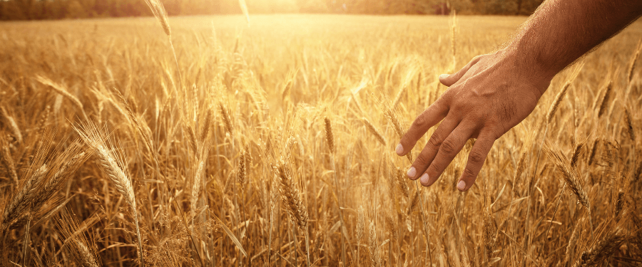 hand running over wheat heads.